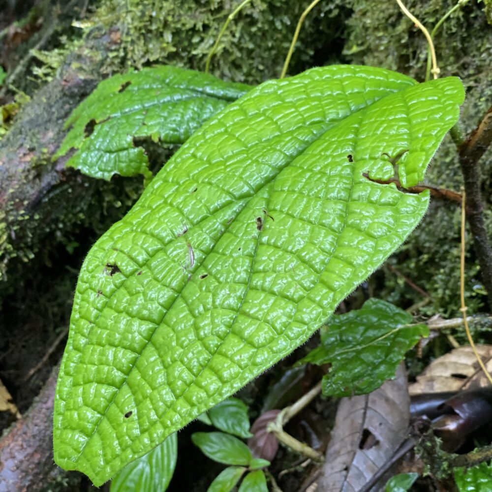 Costa Rica16
