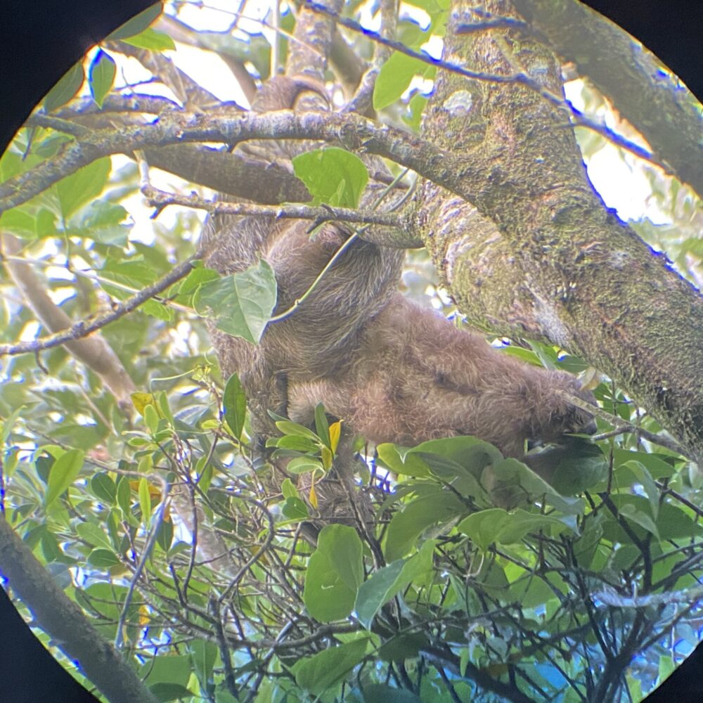 Costa Rica37